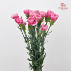 Carnation 康乃馨 Pink - (18-20 Stems)
