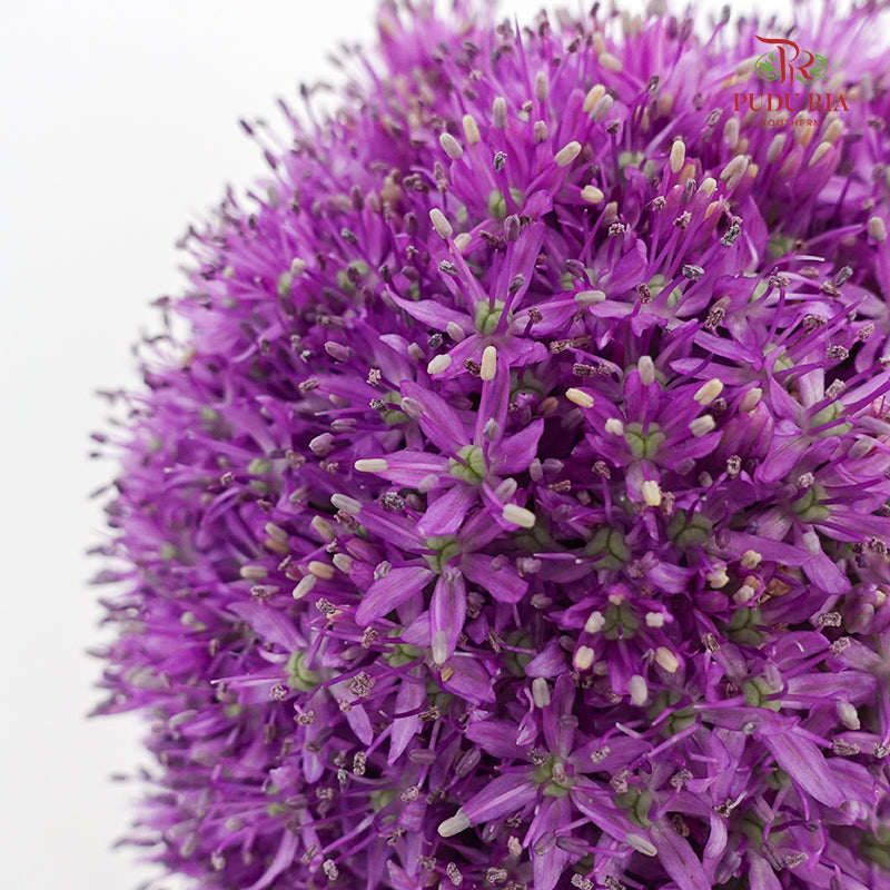 Allium Giganteum 大花葱 - (2 Stems)