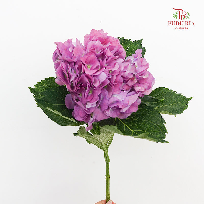 Hydrangea Magenta - (Per Stem)