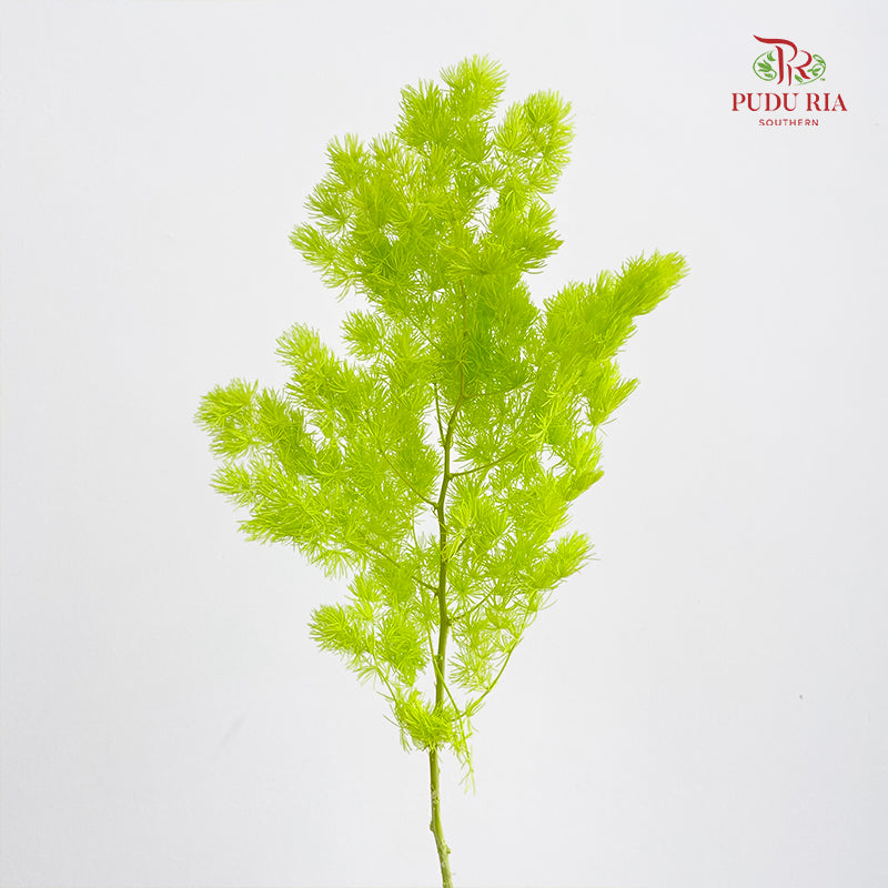 Preservative Asparagus Fern Green