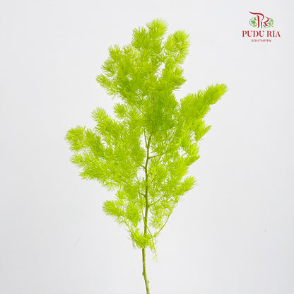Preservative Asparagus Fern Green