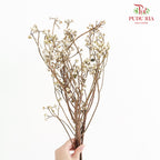 Sapium Sebiferum white 乌臼 - (Per Bundle)