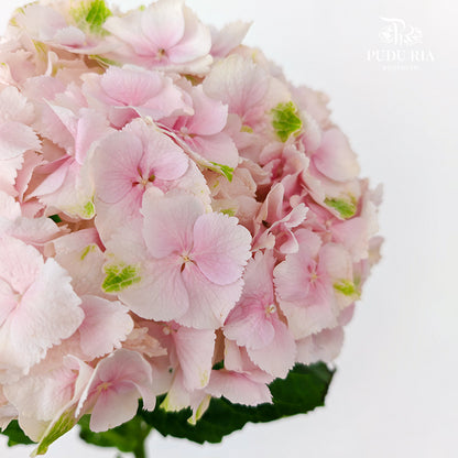 Hydrangea Two Tone Soft Pink - (Per Stem)