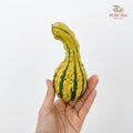 Pumpkin 观赏南瓜 - (Per Piece)