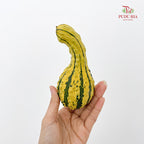 Pumpkin 观赏南瓜 - (Per Piece)