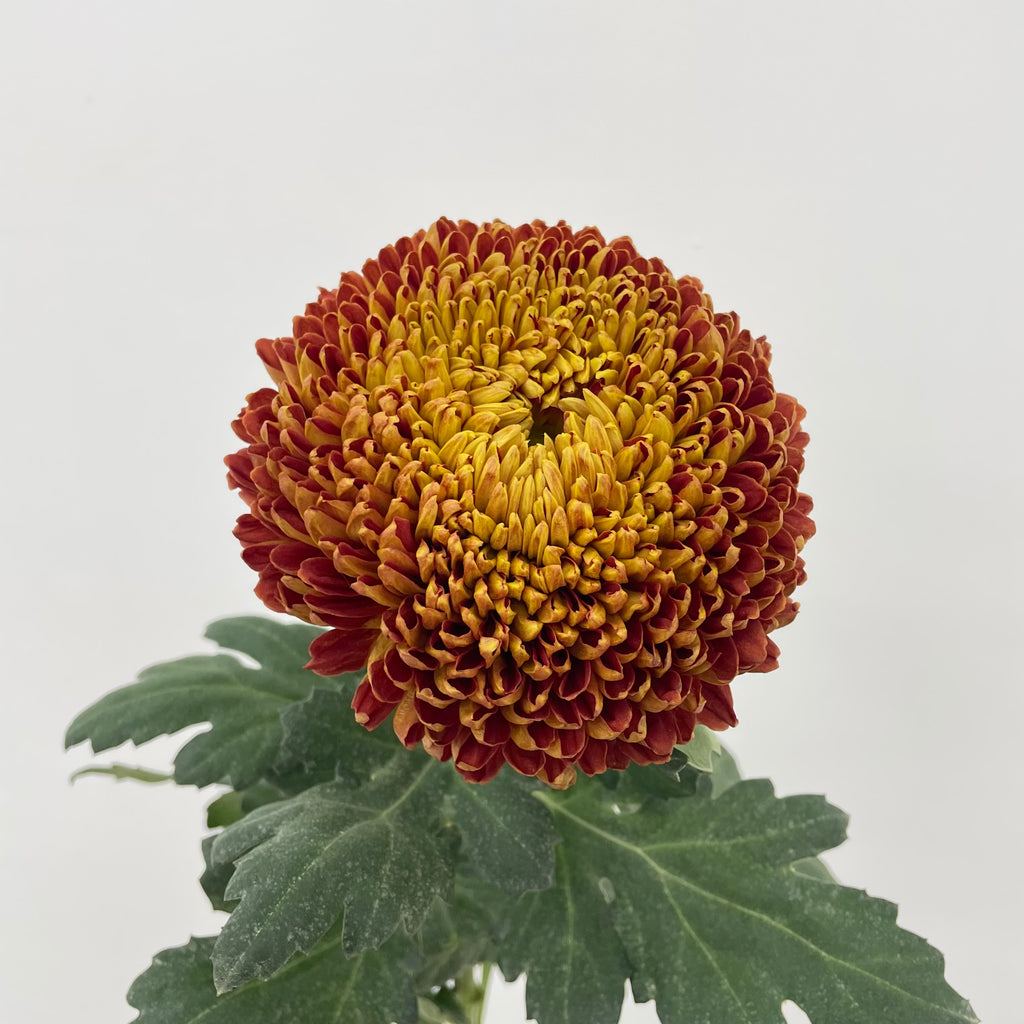 Fatt Choy Mum - (6 Stems)