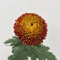 Fatt Choy Mum - (6 Stems)