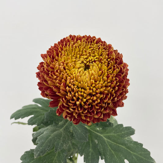 Fatt Choy Mum - (6 Stems)