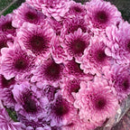 Chrysanthemum Pompom Two Tone Purple 2 - (10-12 Stems)