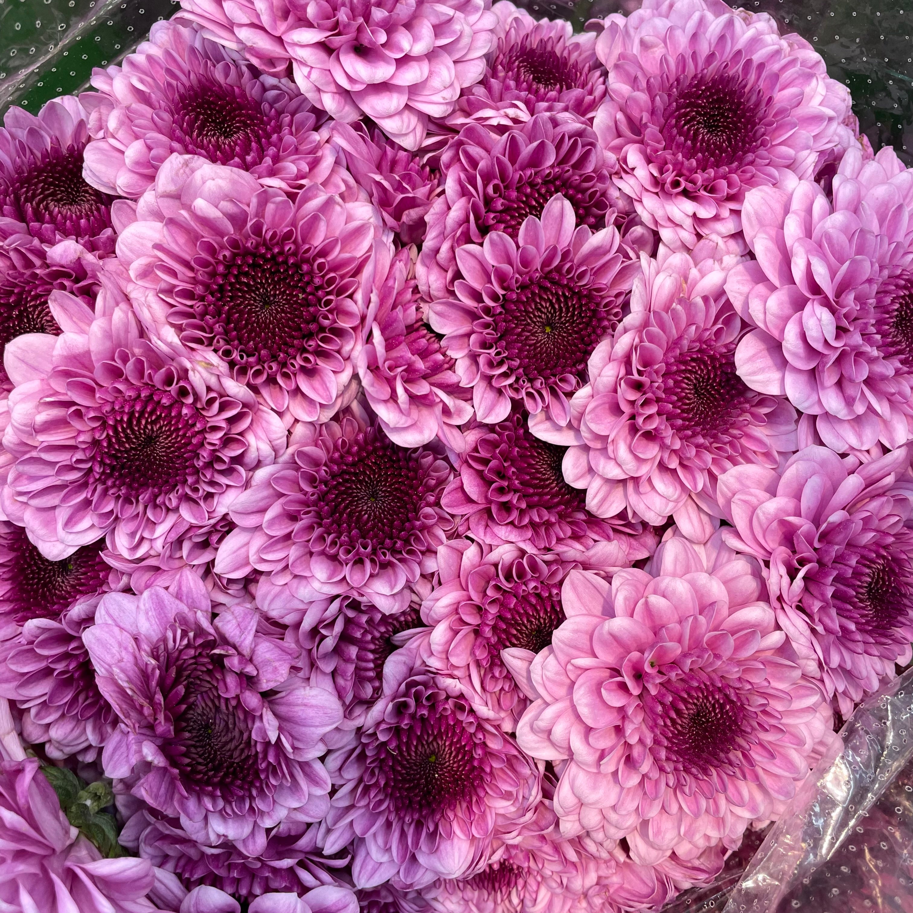 Chrysanthemum Pompom Two Tone Purple 2 - (10-12 Stems)