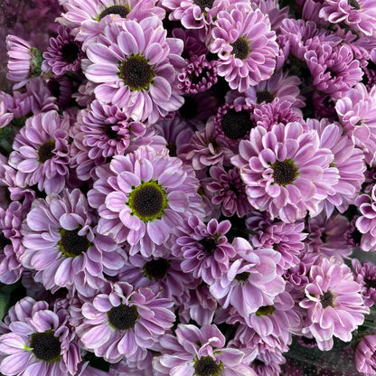 Chrysanthemum Pompom Daisy Pink 2 (10-12 Stems)