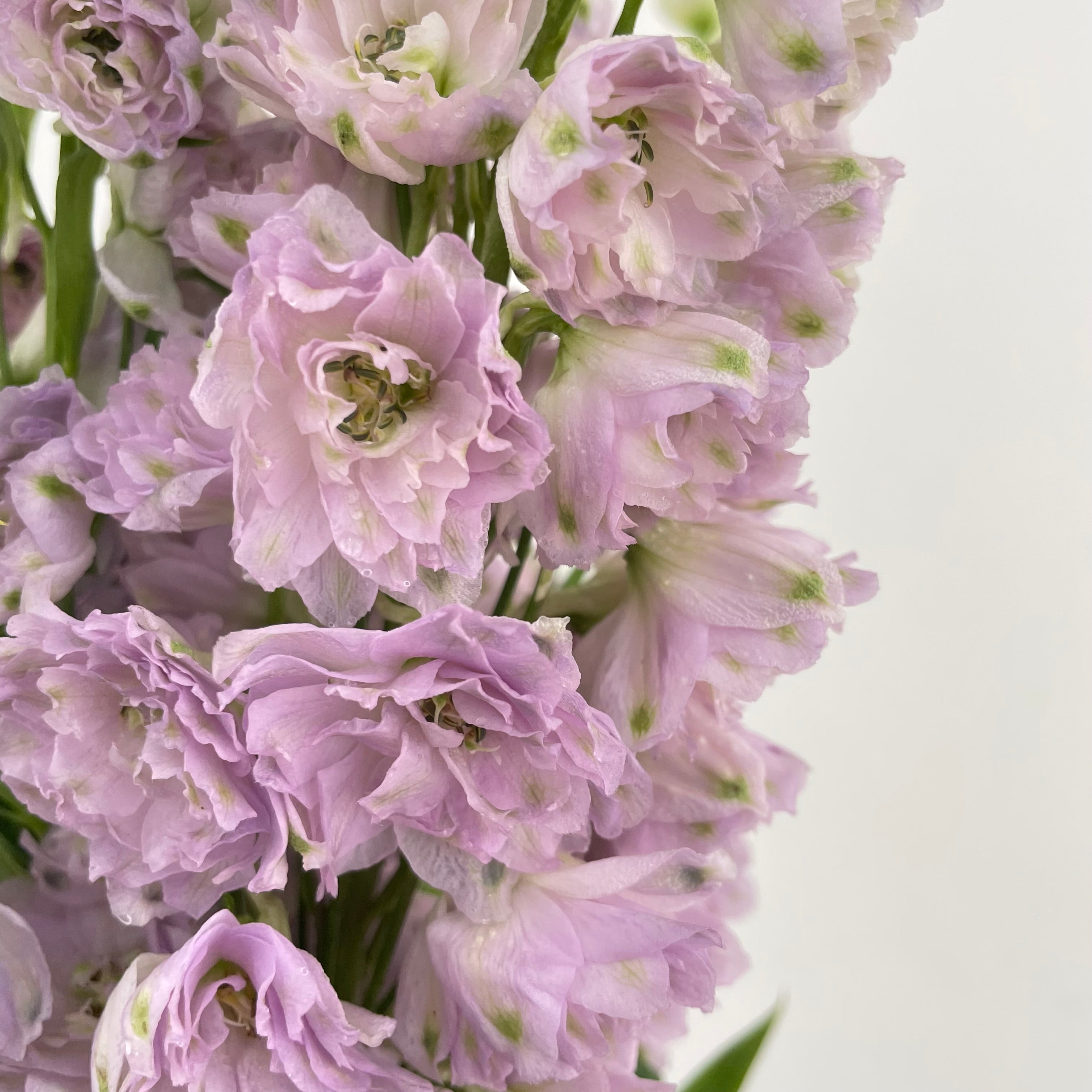 Delphinium Short Light Purple - (5 Stems)