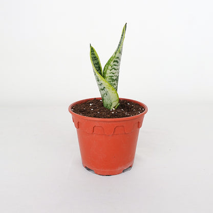 Sansevieria Superba Small 富利木荷虎尾兰