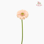 Gerbera Mini Alix Noor - (5 Stems)