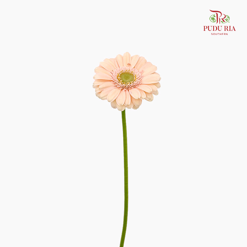 Gerbera Mini Alix Noor - (5 Stems)