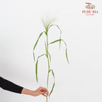 Panicum - Per Pack - Pudu Ria Florist Southern
