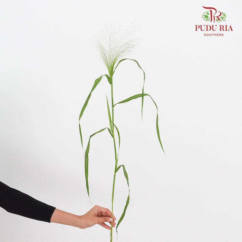 Panicum - Per Pack - Pudu Ria Florist Southern
