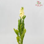 Matthiola Yellow - 5 Stems - Pudu Ria Florist Southern