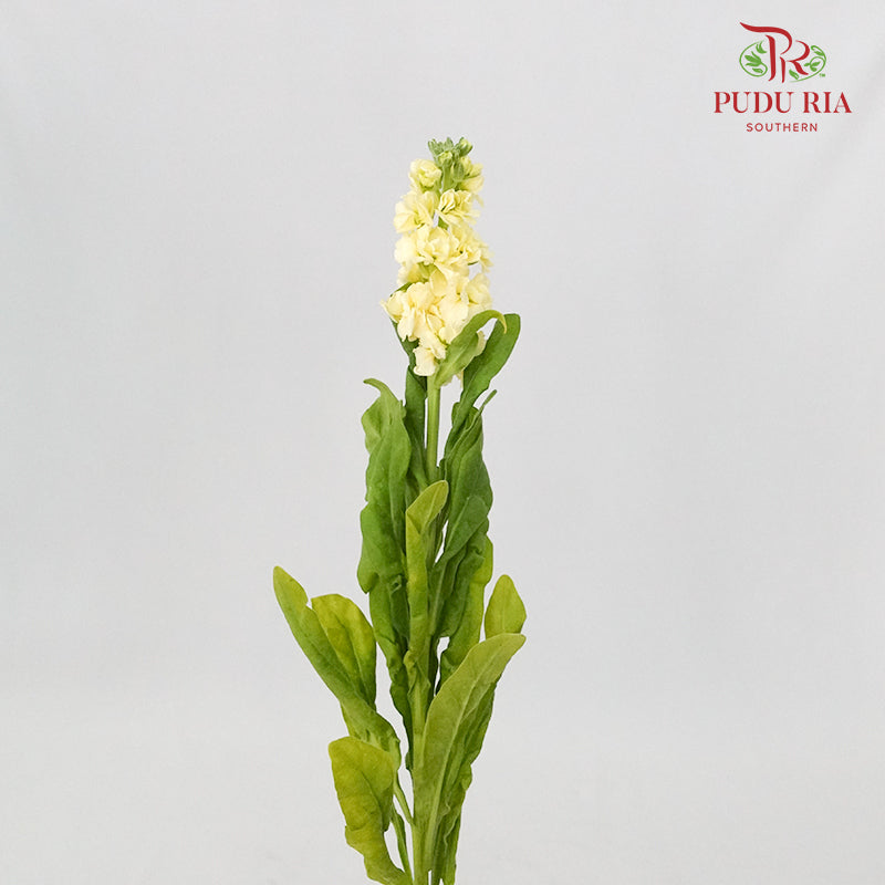 Matthiola Yellow - 5 Stems - Pudu Ria Florist Southern