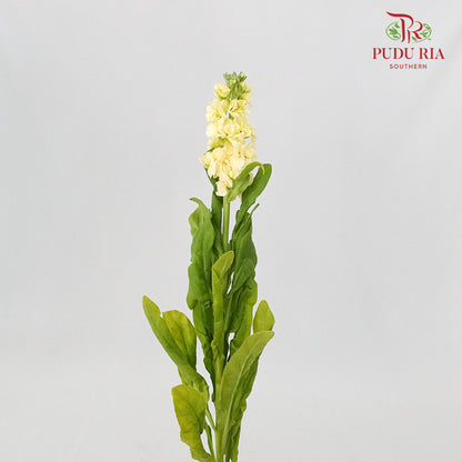 Matthiola Yellow - 5 Stems - Pudu Ria Florist Southern