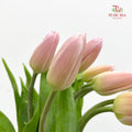 Tulip Pink 郁金香 - (8-10 Stems)