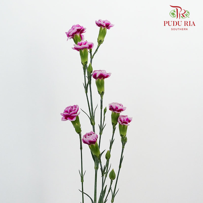 Carnation Spray Violet/White (18-20 Stems)