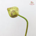 Lotus White - (Per Stem)