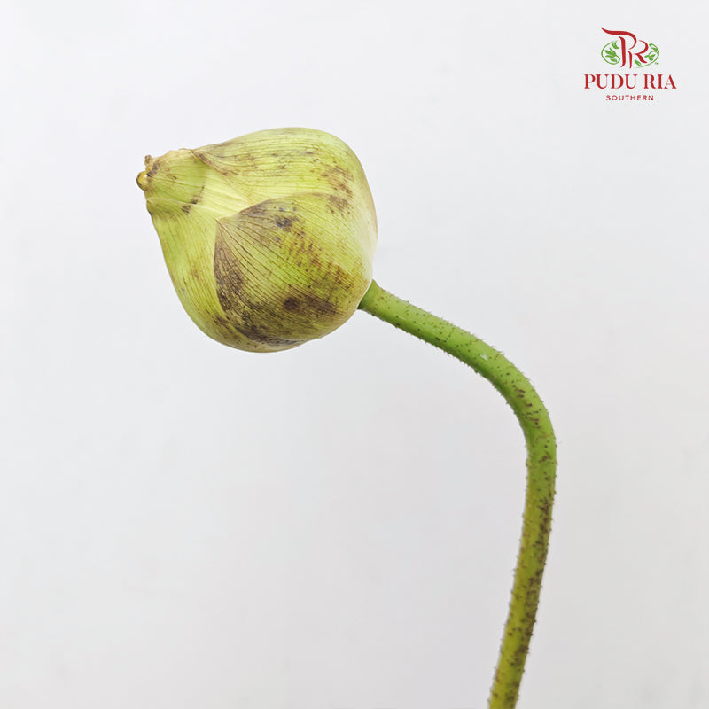 Lotus White - (Per Stem)