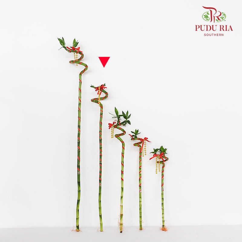Lucky Bamboo With Deco - 转运竹