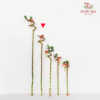 Lucky Bamboo With Deco - 转运竹