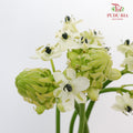 Ornithogalum Arabicum Ufo - Pudu Ria Florist Southern