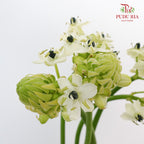 Ornithogalum Arabicum Ufo - Pudu Ria Florist Southern