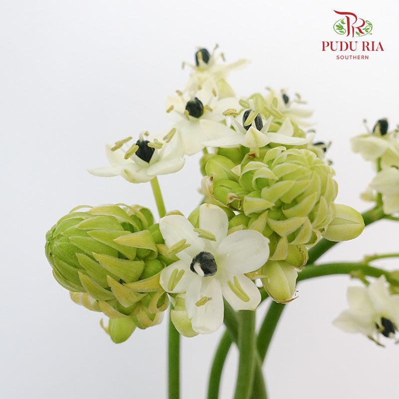Ornithogalum Arabicum Ufo - Pudu Ria Florist Southern