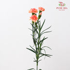 Carnation Spray Orange 康乃馨 - (18-20 Stems)