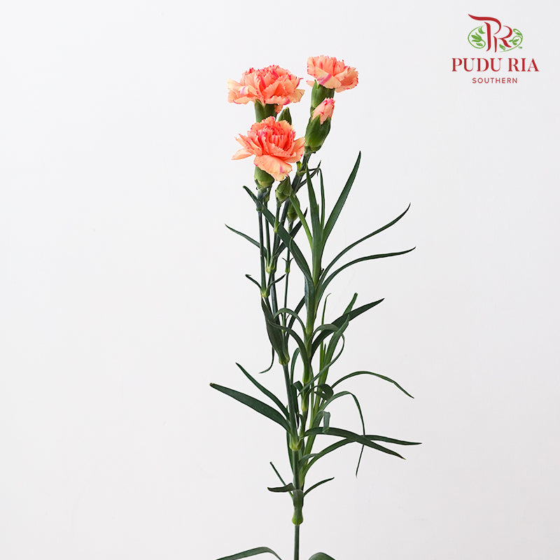 Carnation Spray 康乃馨 Orange - (18-20 Stems)
