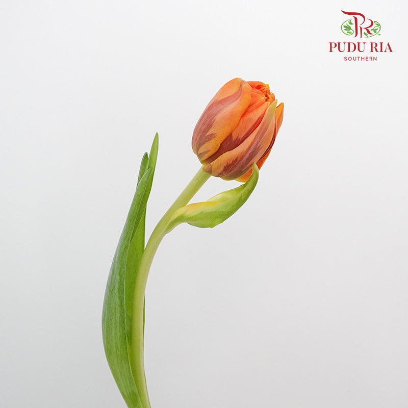 Tulip Golden Double petal (8-9 Stems) - Pudu Ria Florist Southern