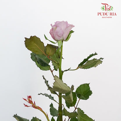 Rose Ocean Song (8-10 Stems) - Pudu Ria Florist Southern