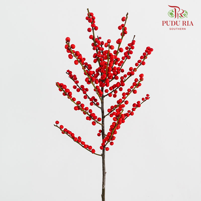 Ilex Purpurea Hassk Red - (5 Stems)