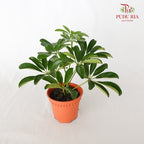 Schefflera Actinophylla - Pudu Ria Florist Southern