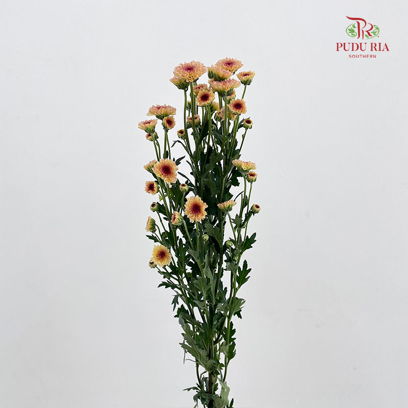 Chrysanthemum Santini / Calimero Mini Button Light Orange