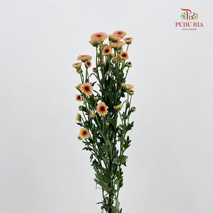 Chrysanthemum Santini / Calimero Mini Button Light Orange