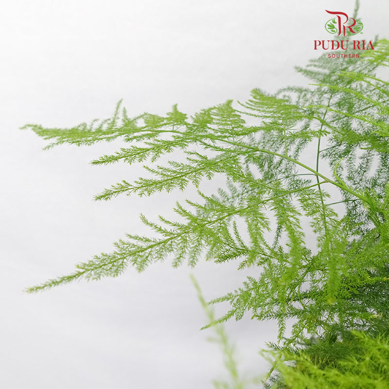 Asparagus Setaceus Dwarf - Pudu Ria Florist Southern