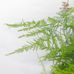 Asparagus Setaceus Dwarf - Pudu Ria Florist Southern