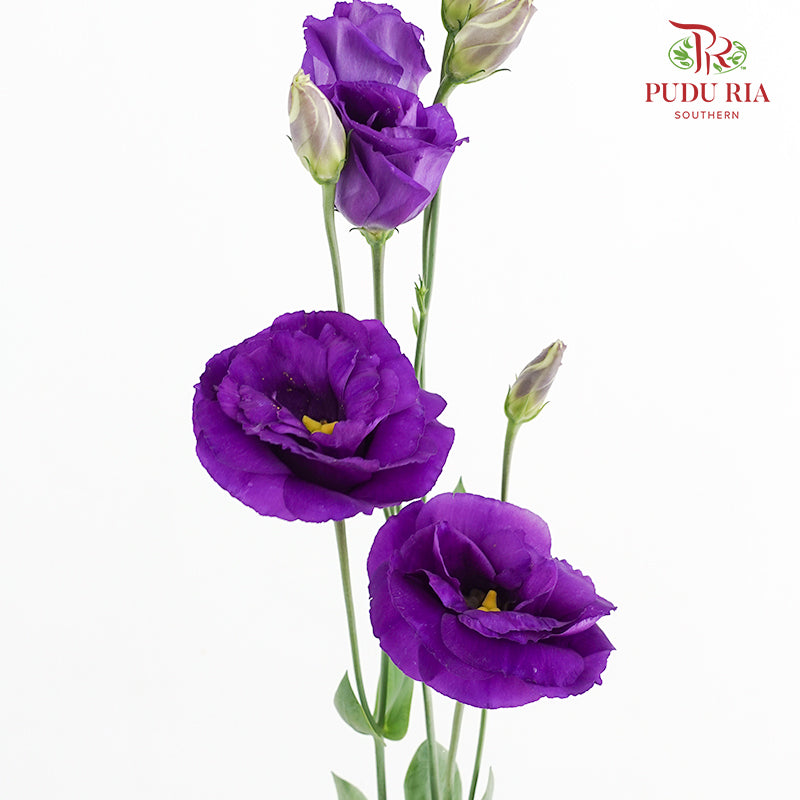 Eustoma Purple - (12-15 Stems)