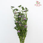 Sakura Daisy - Pudu Ria Florist Southern