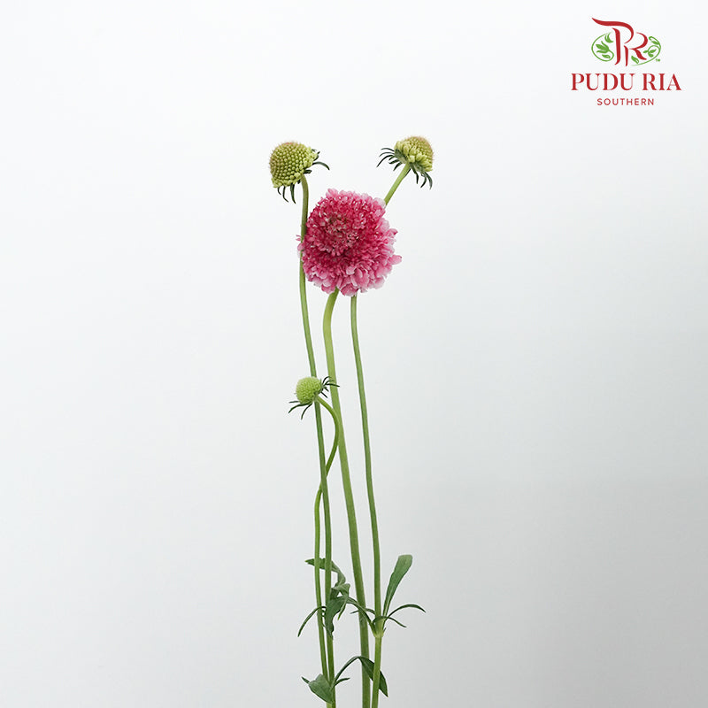 Scabiosa Colour Light Pink (Per Bundle) - Pudu Ria Florist Southern
