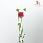 Scabiosa Colour Light Pink (Per Bundle) - Pudu Ria Florist Southern