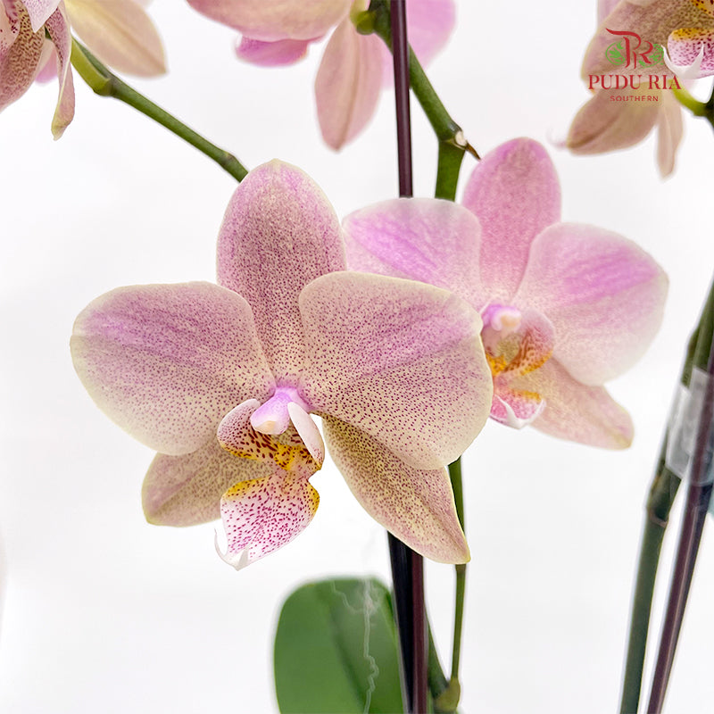 Phalaenopsis Orchid Pink Speckle Double Stem Small