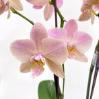Phalaenopsis Orchid Pink Speckle Double Stem Small