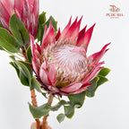 Protea Full Moon Red 满月帝王花 - (2 Stems)